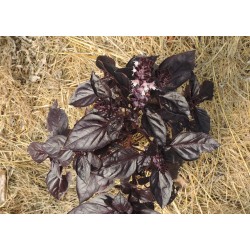 Haricot naim Rugally