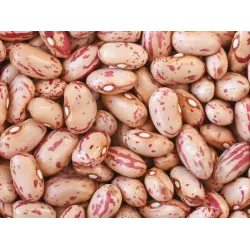 Haricot naim Big Borlotto Haricot naim Big Borlotto