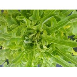Laitue à couper Biscia Rossa