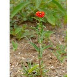 Zinnia Caramel Zinnia Caramel