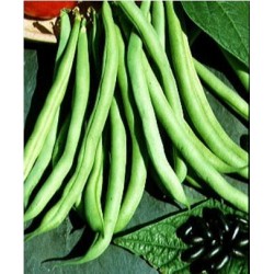 Haricot naim Contender Haricot naim Contender