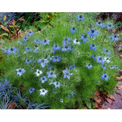 Ipomée Mélange Ipomée Mélange