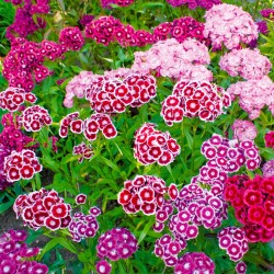 largeur à maturité 15 cm Plante