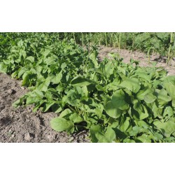 Haricot rame Merveille de Venise