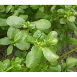 Moutarde Rouge métis