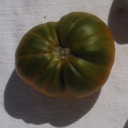 Tomate Evergreen Tomate Evergreen