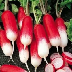 Radis Flamboyant Radis Flamboyant