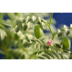 fleur sauvage Scabiosa atropurpurea