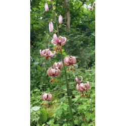 Mâche de Cambrai Mâche de Cambrai