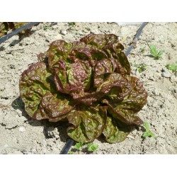 Laitue pommée Merveille des 4 saisons