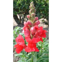 Haricot à déterminer Grain jaune Haricot à déterminer Grain jaune