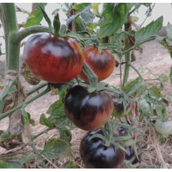 Courge Potimarron Red kuri