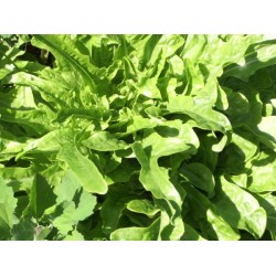 Laitue Radichetta
