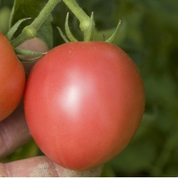 Haricot à déterminer Grain maron Haricot à déterminer Grain maron