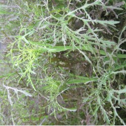 Haricot à déterminer Maron marbré maron