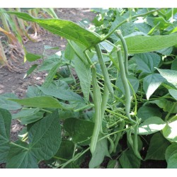 Laitue Pointe de Flèche Laitue Pointe de Flèche