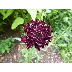 Haricot à déterminer marbré noir maron Haricot à déterminer marbré noir maron