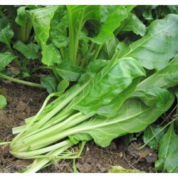 Poirée Verte à couper Poirée Verte à couper