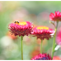 Haricot à déterminer Apoloosa Haricot à déterminer Apoloosa