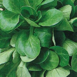 Nigelle De Damas Nigelle De Damas